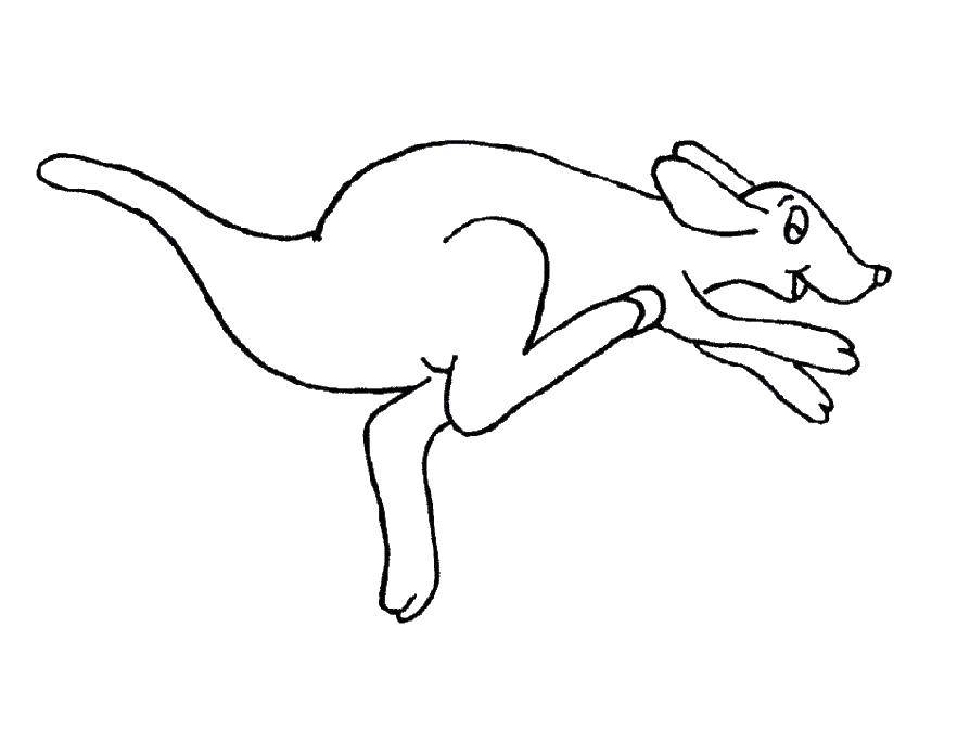 Coloring A kangaroo runs. Category kangaroo. Tags:  kangaroo.