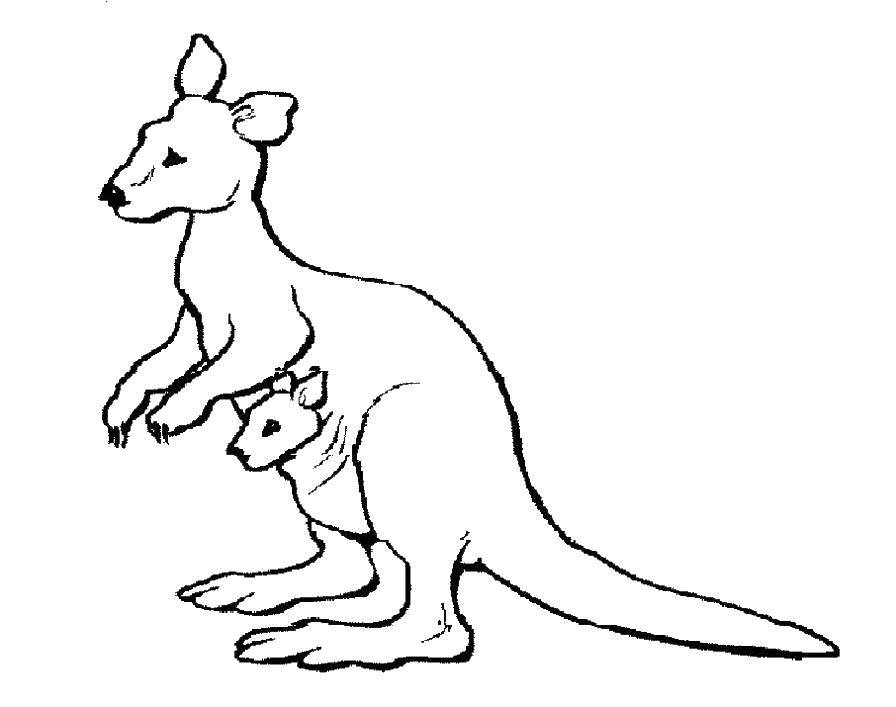 Название: Раскраска Кенгуру с кенгуренком. Категория: Животные. Теги: животные, кенгуру.