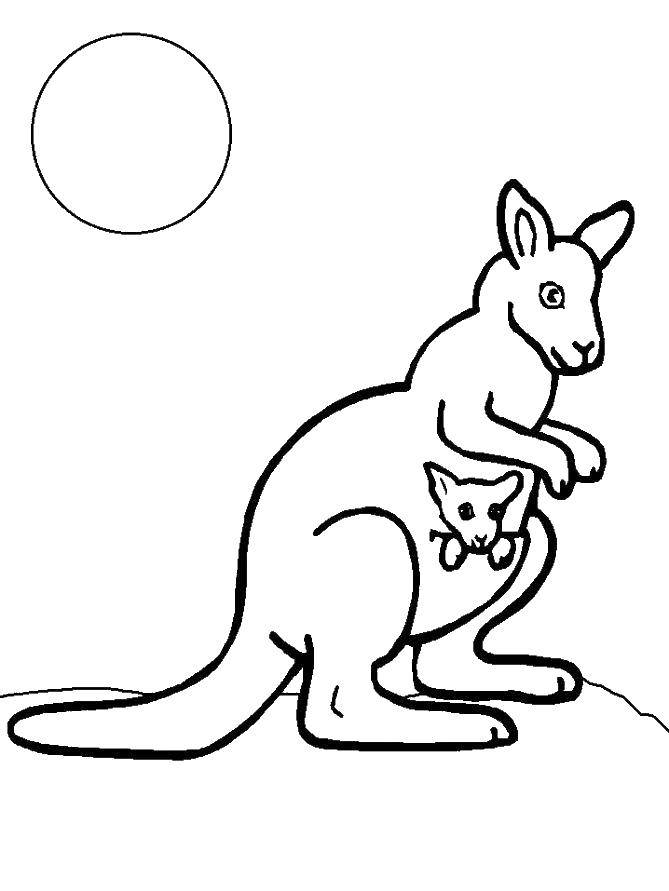 Название: Раскраска Кенгуру со своим ребенком. Категория: Животные. Теги: кенгуру, животные.