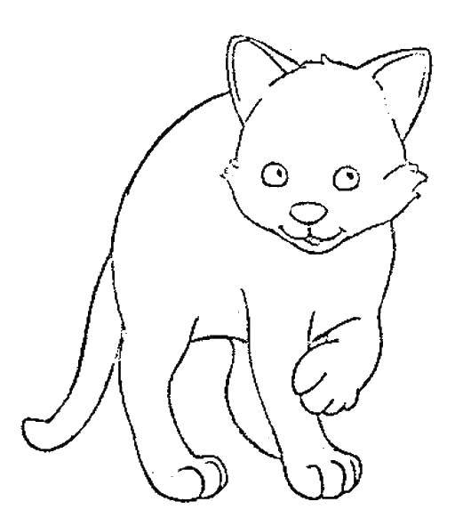Coloring Kitty. Category Pets allowed. Tags:  animals, cat, kitten.