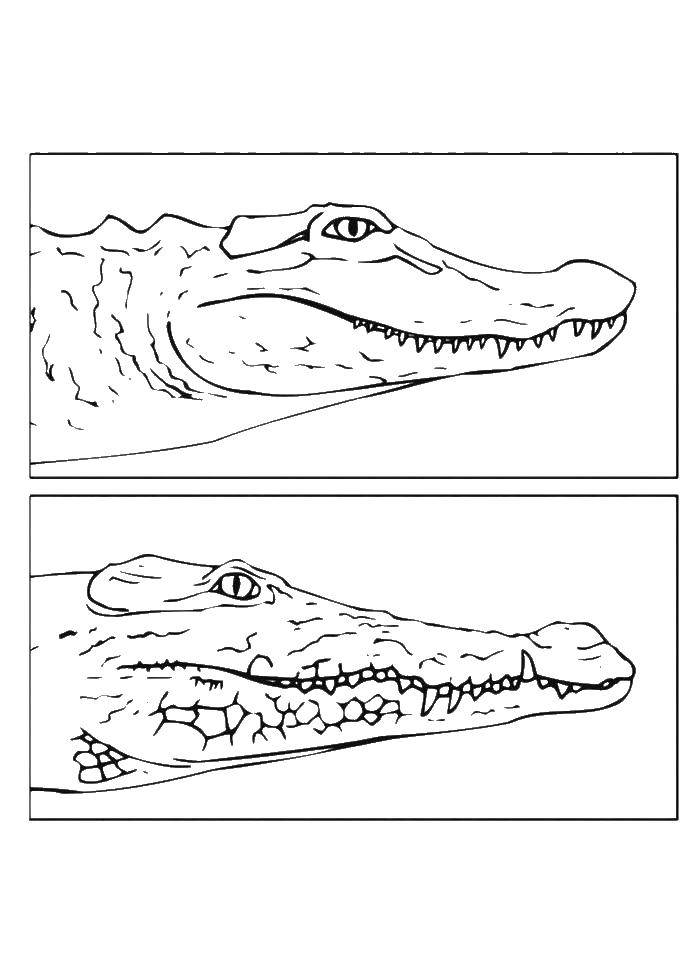 Название: Раскраска Крокодил и аллигатор. Категория: крокодил. Теги: аллигатор, крокодил.