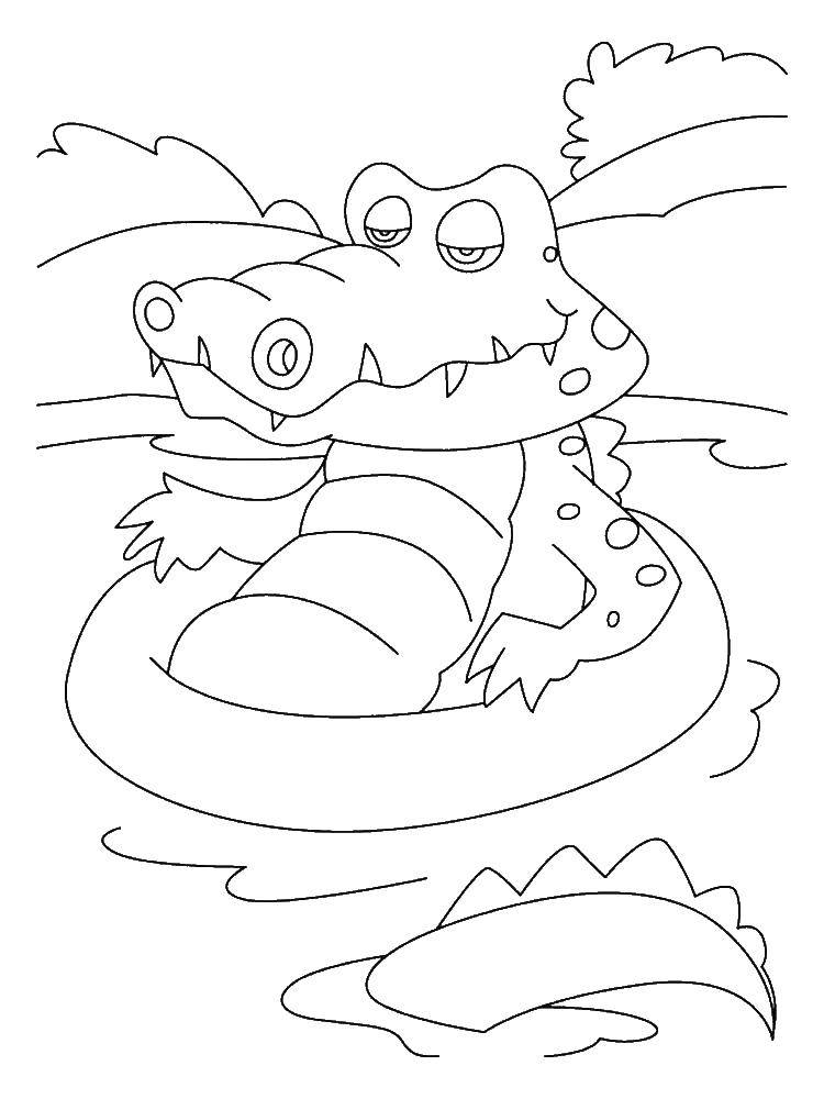 Название: Раскраска Крокодил плавает. Категория: Животные. Теги: животные, крокодильчик, крокодил.