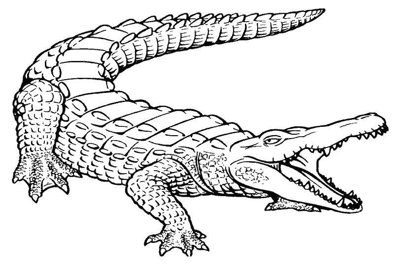 Название: Раскраска Крокодил раскрыл пасть. Категория: Животные. Теги: животные, крокодил, пасть.