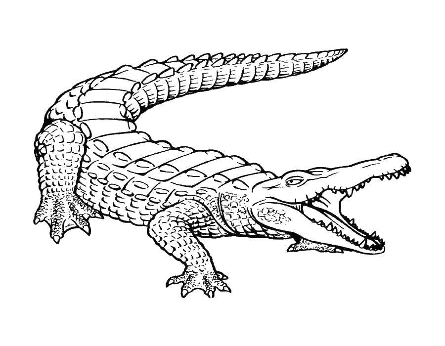 Coloring Crocodile. Category crocodile. Tags:  crocodile.