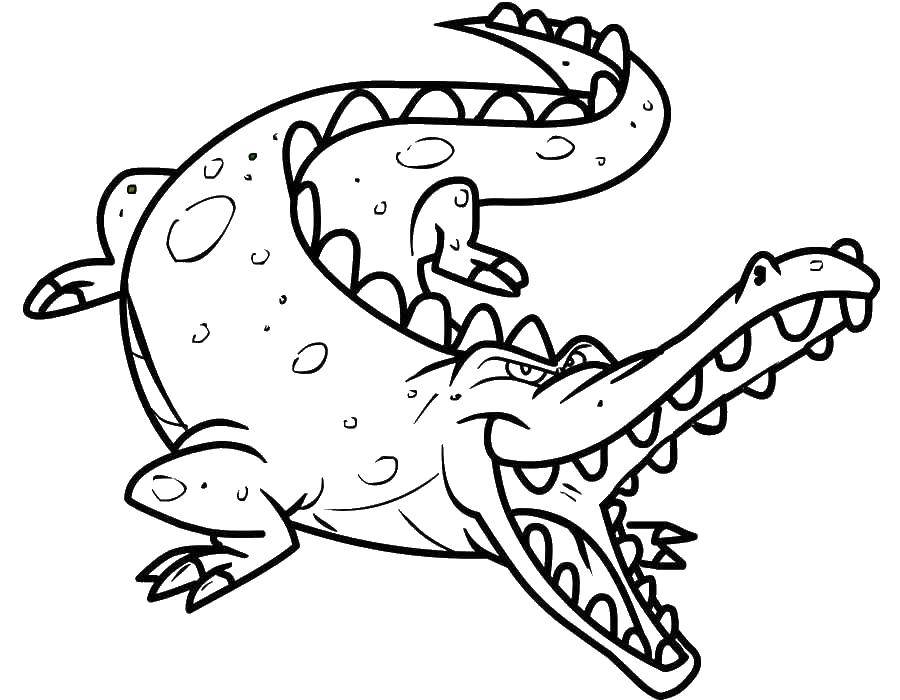 Coloring Crocodile. Category crocodile. Tags:  crocodile.