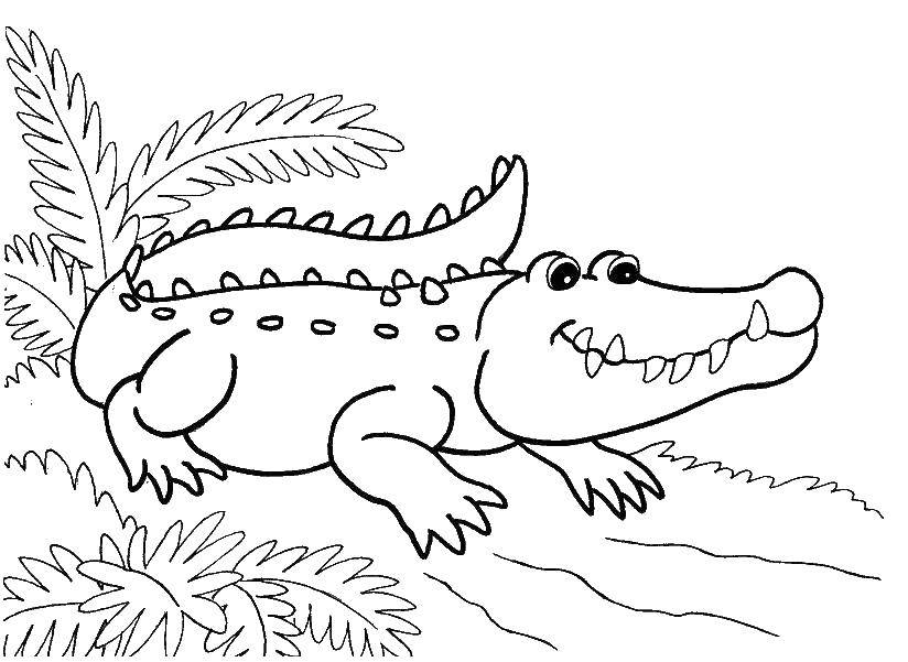 Название: Раскраска Крокодил. Категория: Животные. Теги: животные, крокодил.
