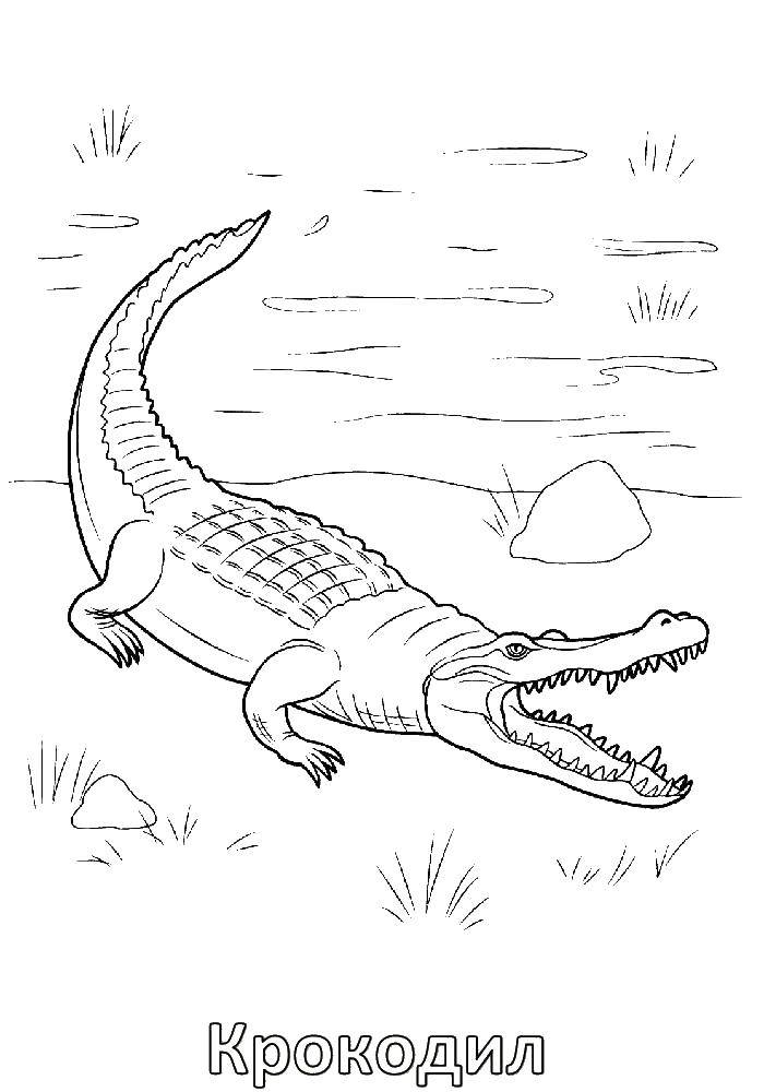 Coloring Crocodile. Category Animals. Tags:  animals, crocodile, crocodile.
