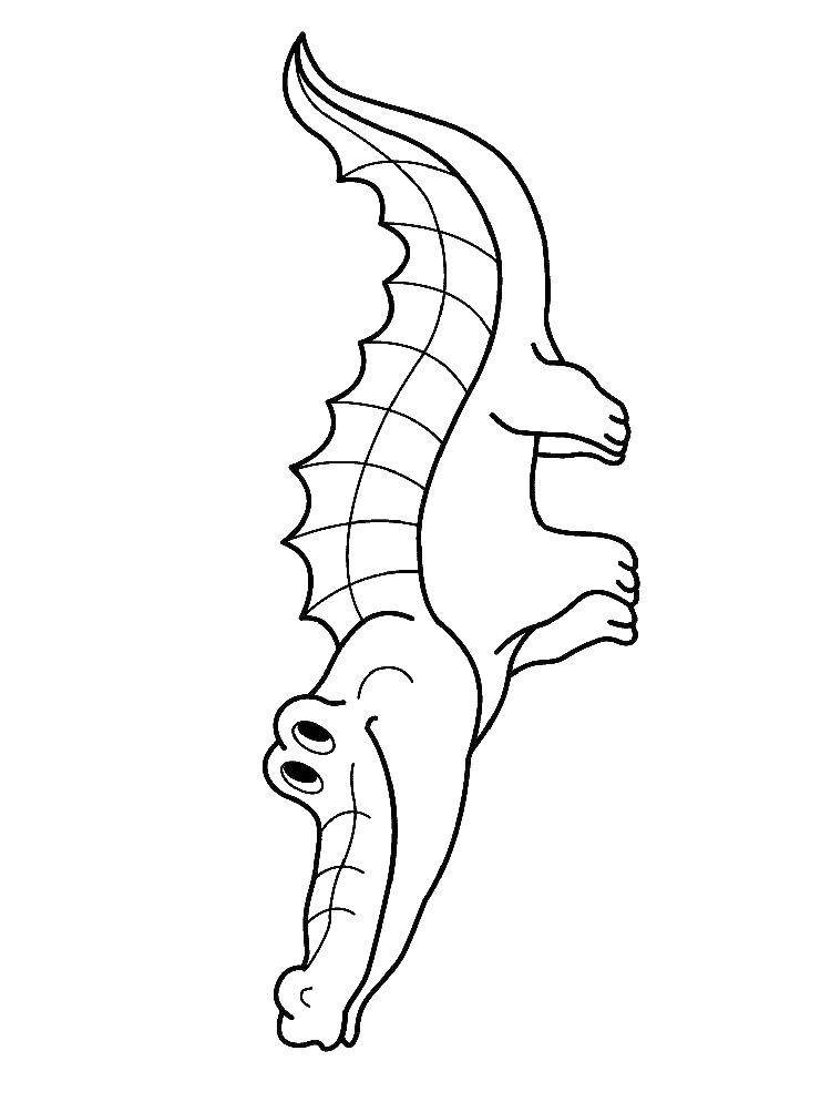 Coloring Little crocodile. Category Animals. Tags:  animals, crocodile, crocodile.
