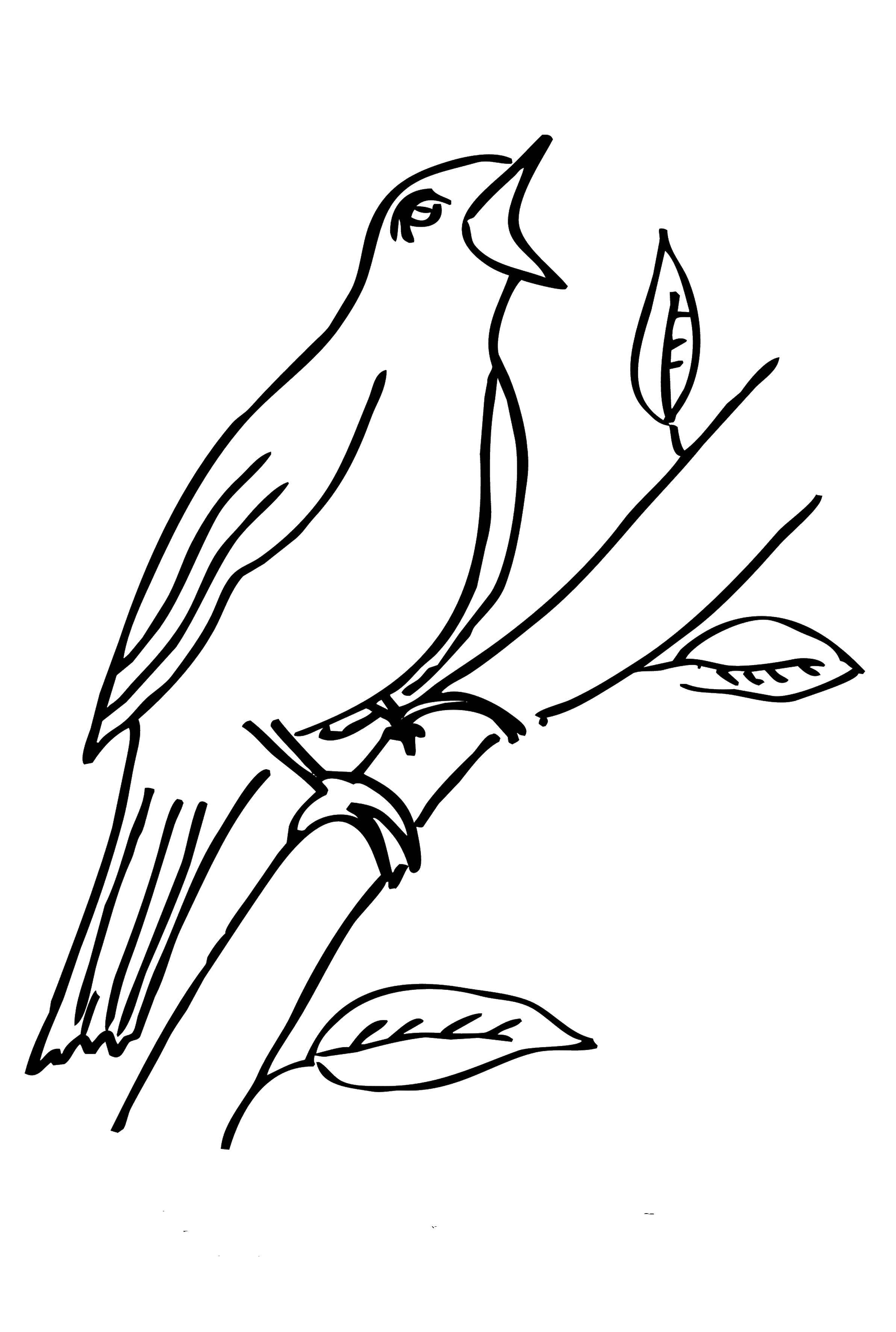 Название: Раскраска Птица на ветке. Категория: птицы. Теги: птица.