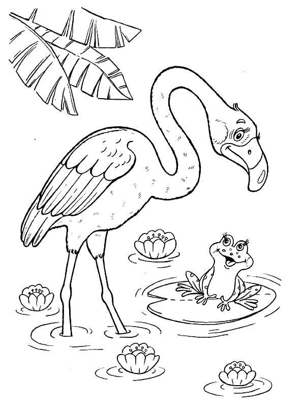 Название: Раскраска Фламинго в пруду с лягушкой. Категория: птицы. Теги: фламинго, лягушка.