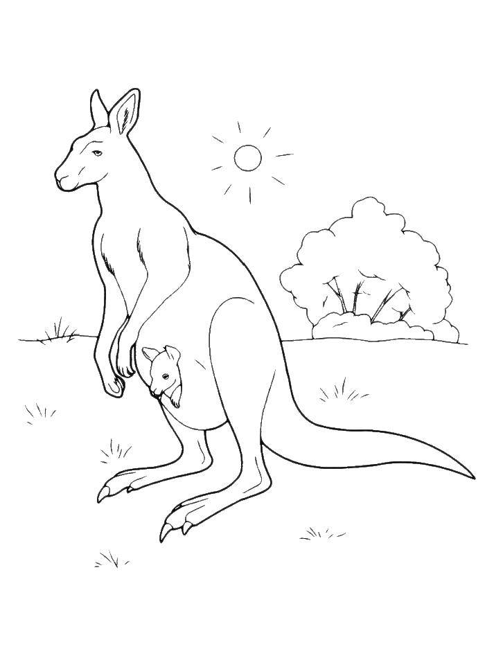 Coloring Kangaroo outdoors. Category Animals. Tags:  animals, kangaroo, kangaroos, pocket.