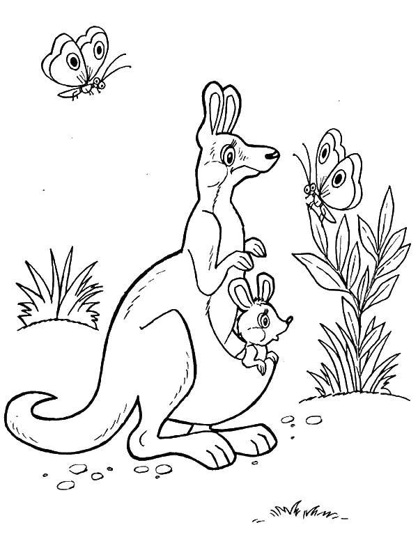 Название: Раскраска Кенгуру с кенгуренком в кармане. Категория: кенгуру. Теги: кенгуру, кенгуренок.