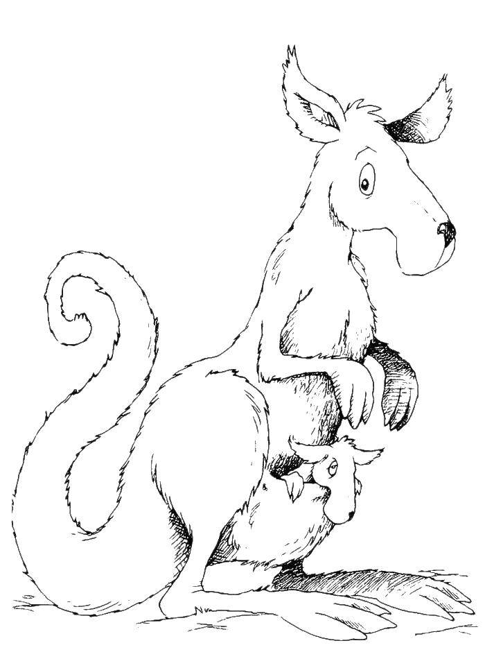 Название: Раскраска Кенгуру с кенгуренком в кармане. Категория: кенгуру. Теги: кенгуру, кенгуренок.