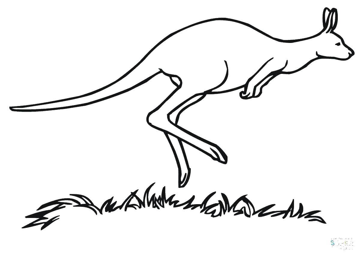 Название: Раскраска Кенгуру в прыжке. Категория: Животные. Теги: животные, кенгуру, кенгурята, карман.