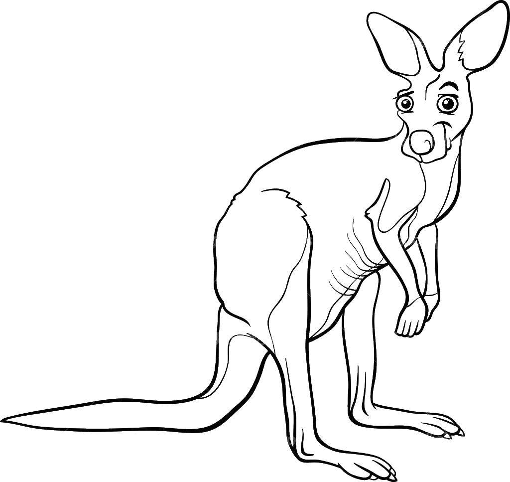 Coloring Kangaroo. Category kangaroo. Tags:  animals, kangaroo, kangaroos, pocket.
