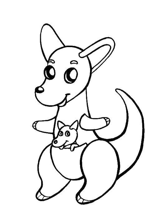 Coloring The kangaroos. Category Animals. Tags:  animals, kangaroo, kangaroos, pocket.
