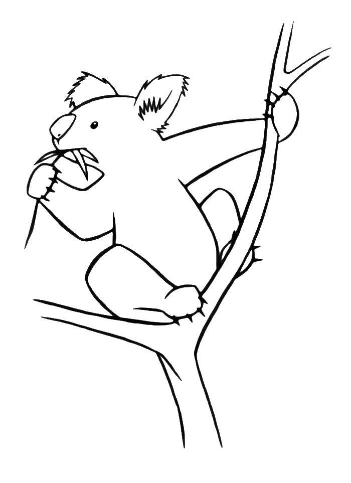 Название: Раскраска Коала ест листья эвкалипта. Категория: коала. Теги: Коала, дерево, эвкалипт.