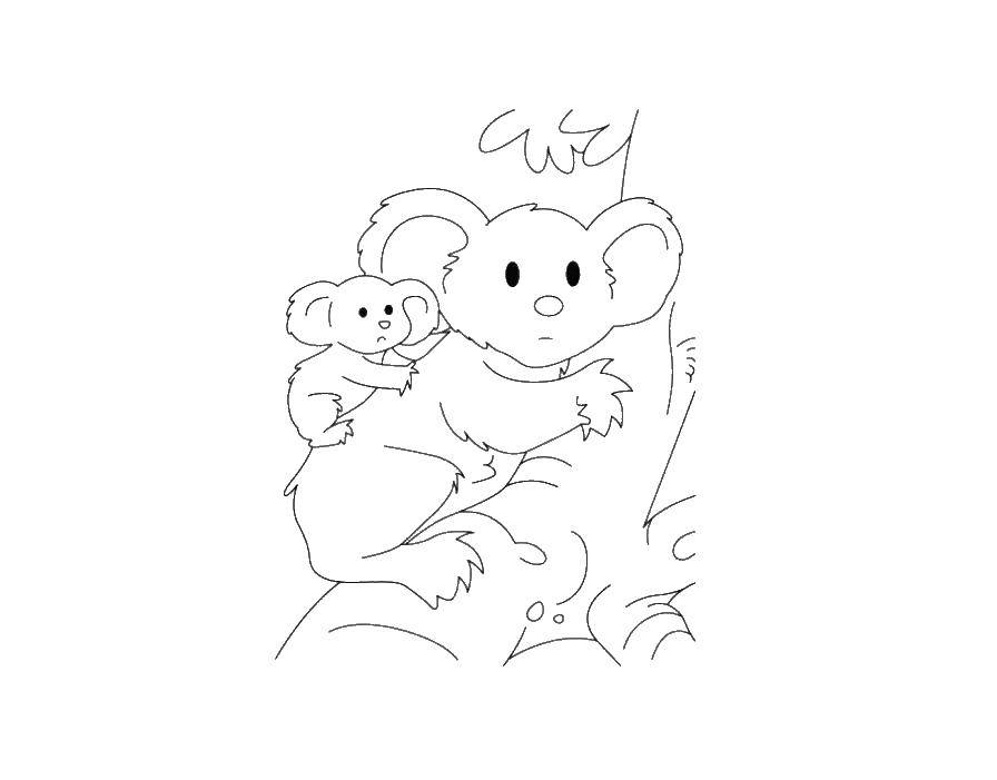 Название: Раскраска Коала и ее детеныш. Категория: Животные. Теги: коала, животные.