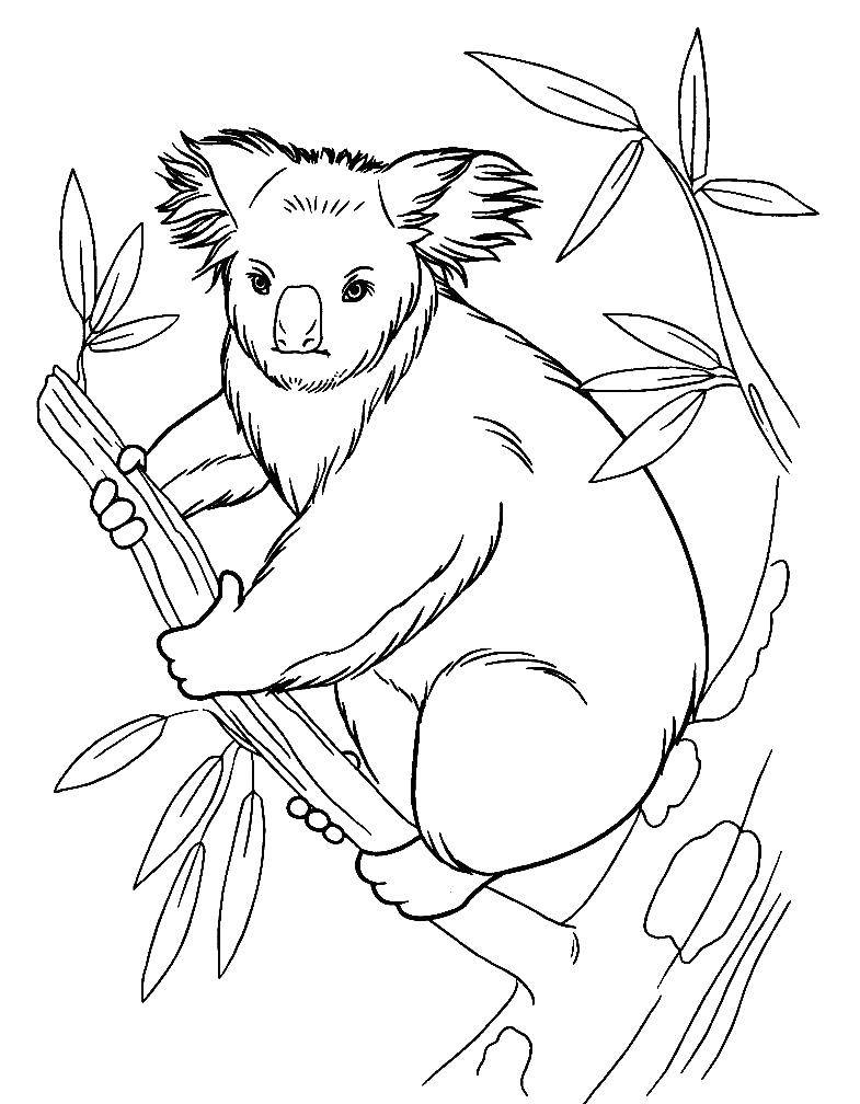 Название: Раскраска Коала на дереве. Категория: коала. Теги: Коала, дерево, эвкалипт.