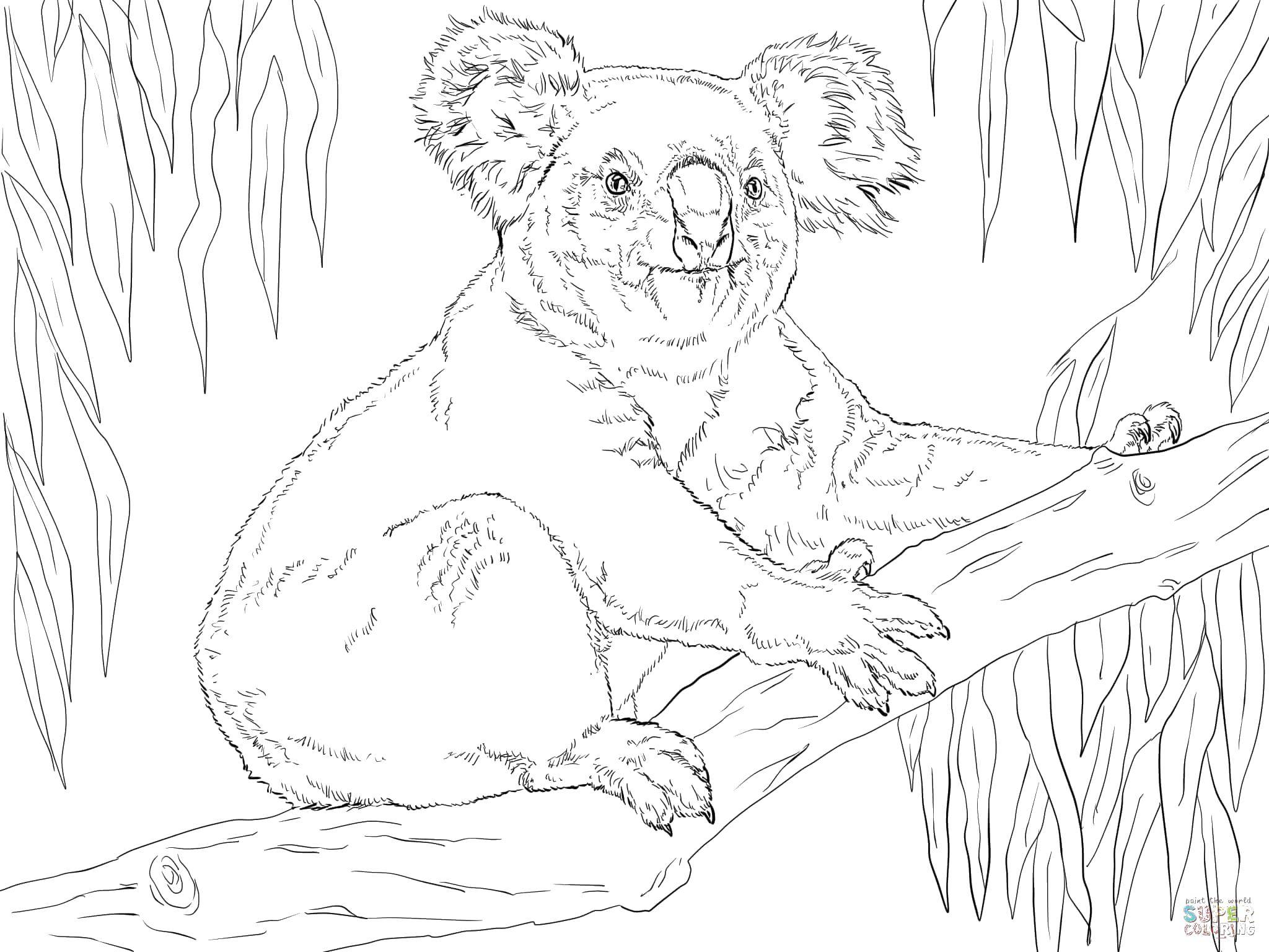 Название: Раскраска Коала. Категория: Животные. Теги: коала, животные.