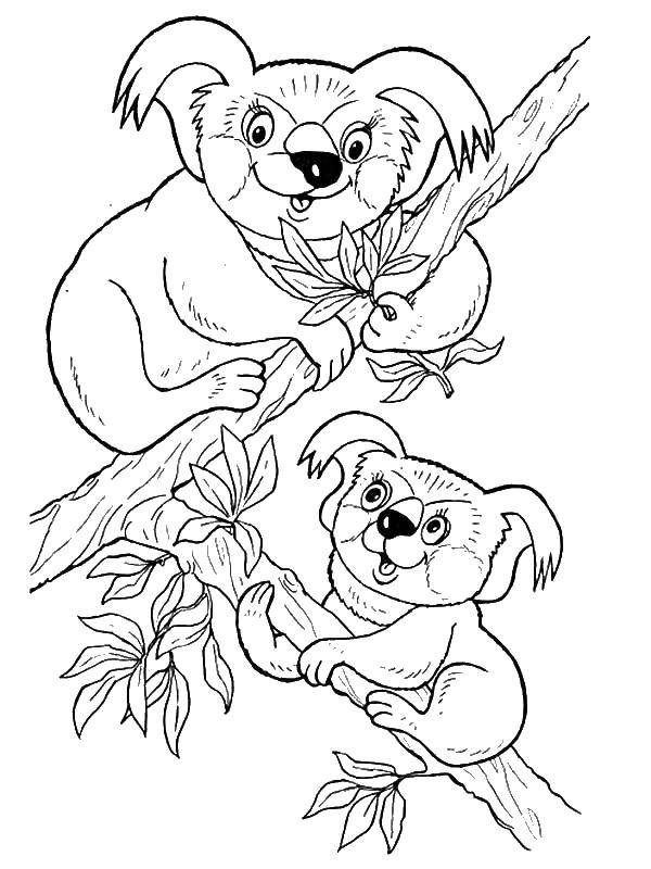 Coloring Koalas on the tree. Category Animals. Tags:  Koala, tree.