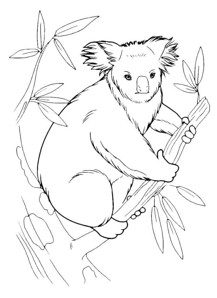 Название: Раскраска Коалы на дереве. Категория: коала. Теги: Коала, дерево.
