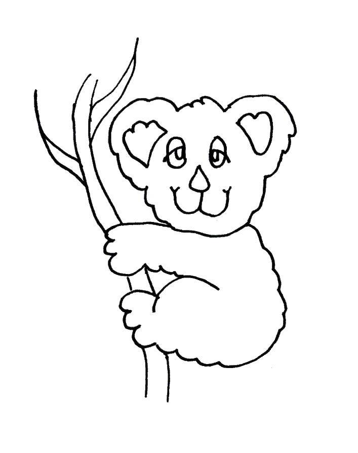 Название: Раскраска Коалы на дереве. Категория: коала. Теги: Коала, дерево.