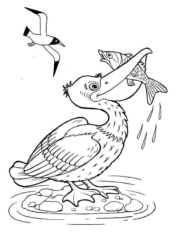 Название: Раскраска Пеликанпоймал рыбу. Категория: птицы. Теги: Пеликан, птица.