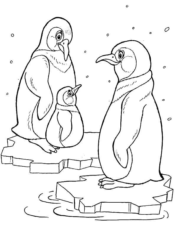Название: Раскраска Пингвины на льду. Категория: Животные. Теги: пингвины, лед.