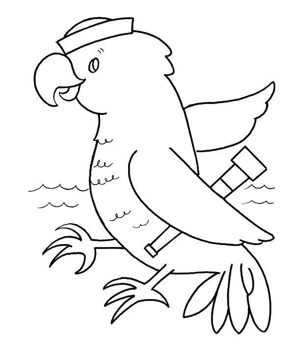 Название: Раскраска Попугай моряк. Категория: птицы. Теги: птицы.