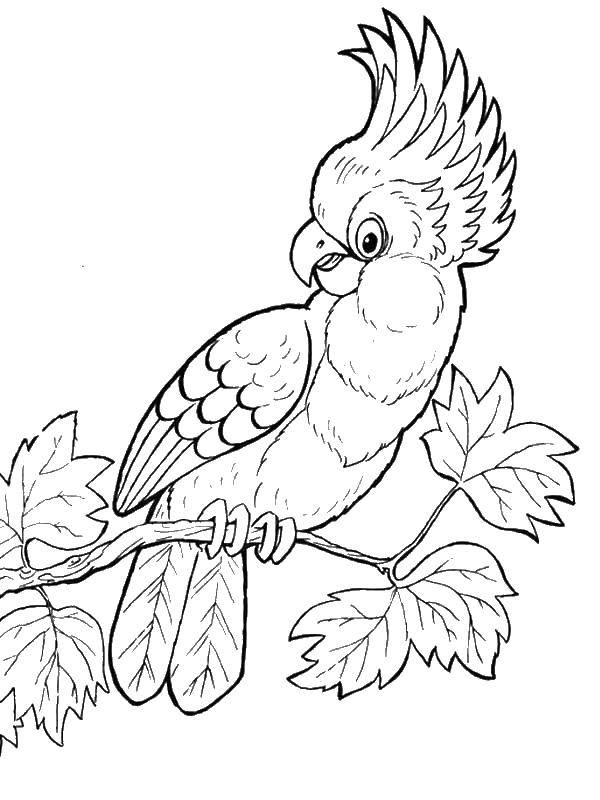 Coloring Parrot. Category birds. Tags:  parakeet.