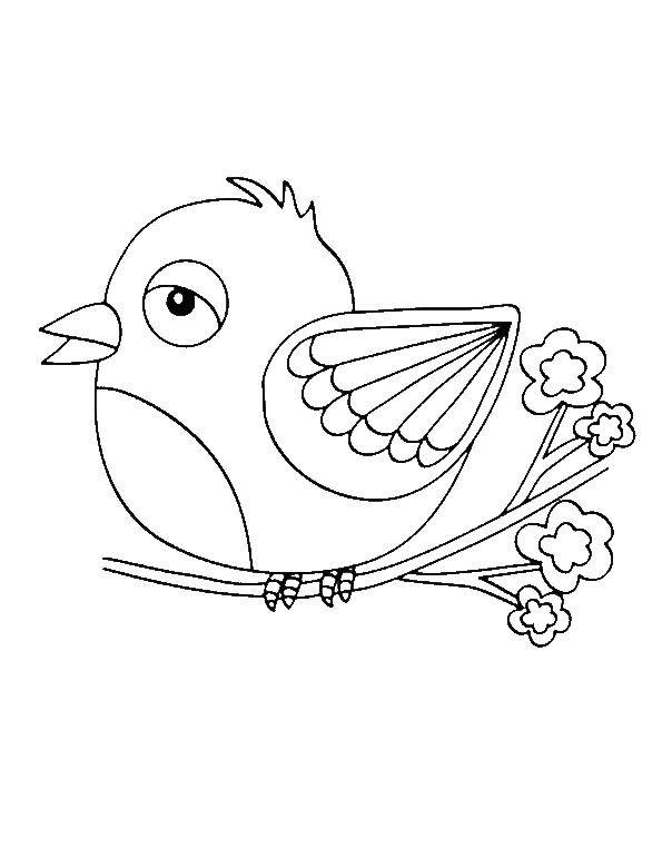 Coloring Bird on a branch. Category birds. Tags:  birds.