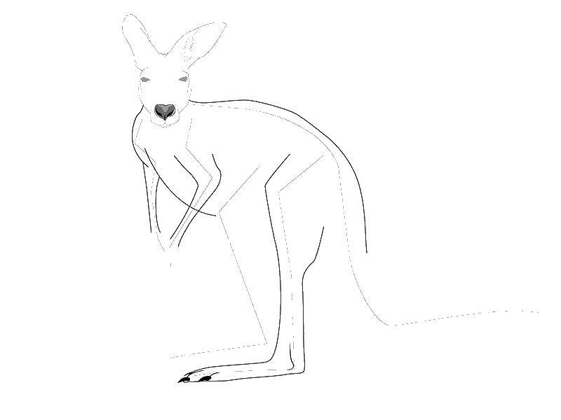 Coloring Draw kangaroo. Category kangaroo. Tags:  kangaroo, kangaroo.