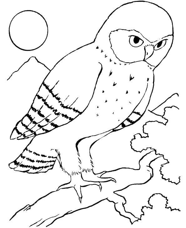Coloring Owl on the branch. Category birds. Tags:  parakeet.