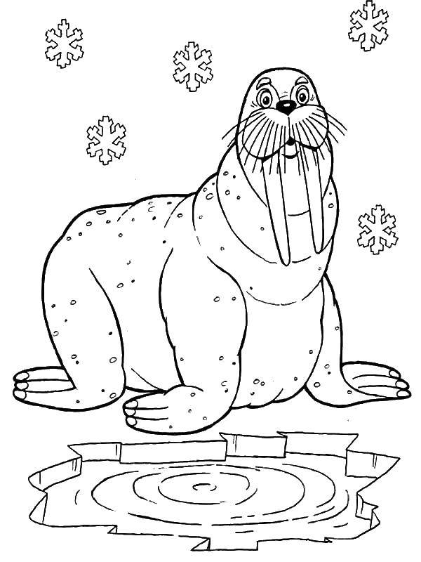 Название: Раскраска Тюлень. Категория: Животные. Теги: тюлень, морж, лев.