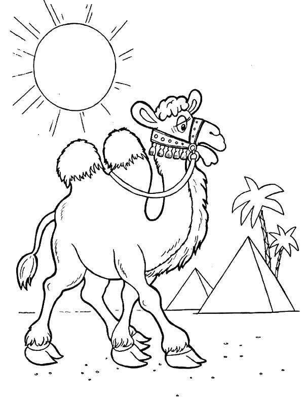 Название: Раскраска Верблюд в жаркой пустыне. Категория: Животные. Теги: Верблюд, пустыне.