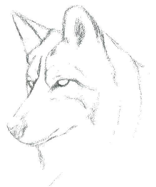 Coloring Wolf. Category wolf snout. Tags:  wolf.