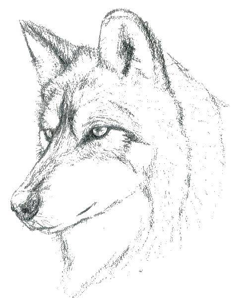 Coloring Wolf. Category wolf snout. Tags:  wolf.