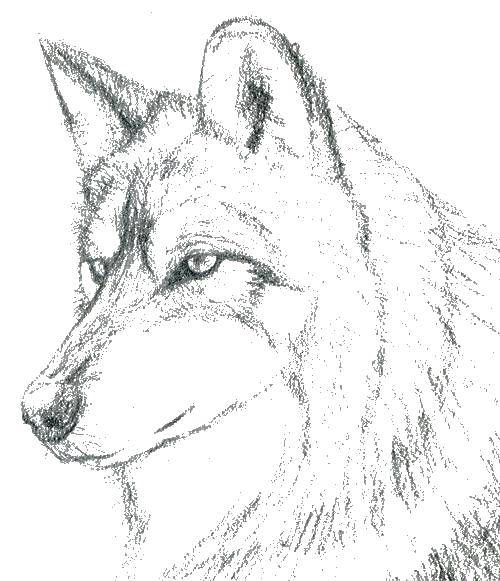 Название: Раскраска Волк. Категория: волк морда. Теги: волк.