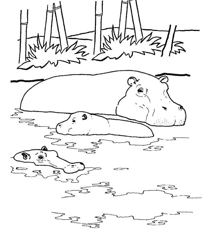 Coloring Hippo with Hippo in the water. Category Hippo. Tags:  hippos.