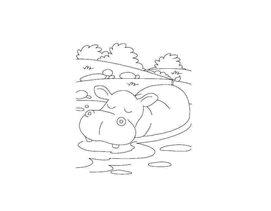 Название: Раскраска Бегемот спит в воде. Категория: бегемот. Теги: бегемот, вода.