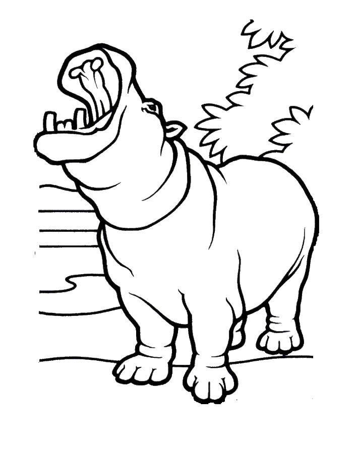 Coloring Hippo. Category Hippo. Tags:  Hippo.