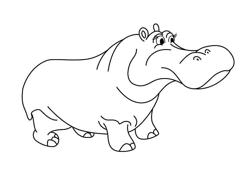Coloring Hippo. Category Animals. Tags:  animals, hippopotamus, Hippo.