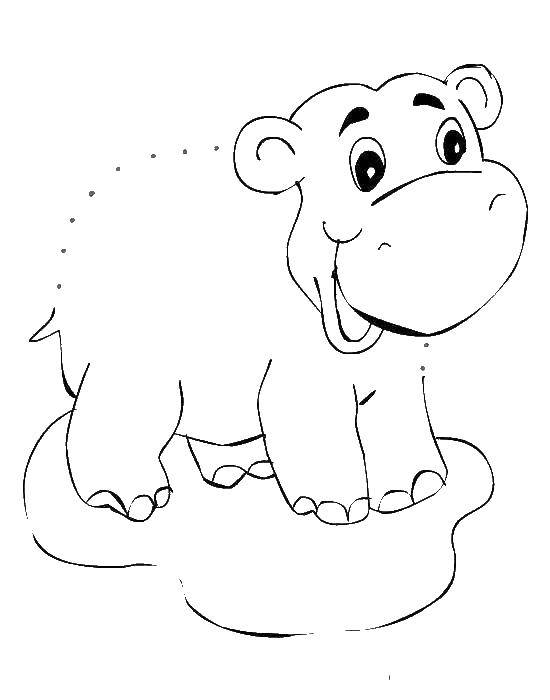 Coloring Hippo. Category Hippo. Tags:  Hippo.