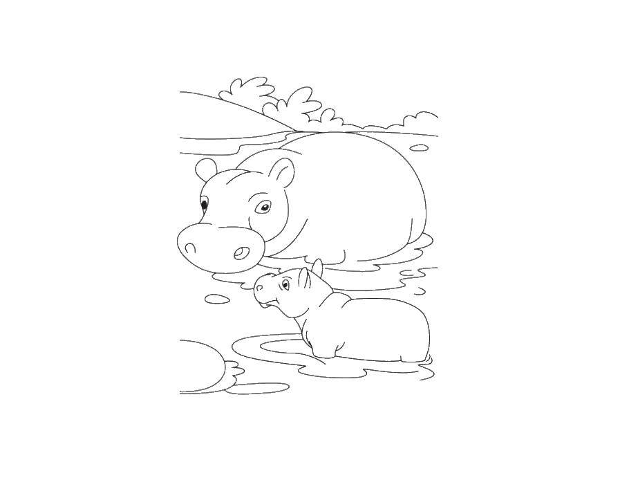 Coloring Hippos. Category Animals. Tags:  animals, hippopotamus, Hippo.