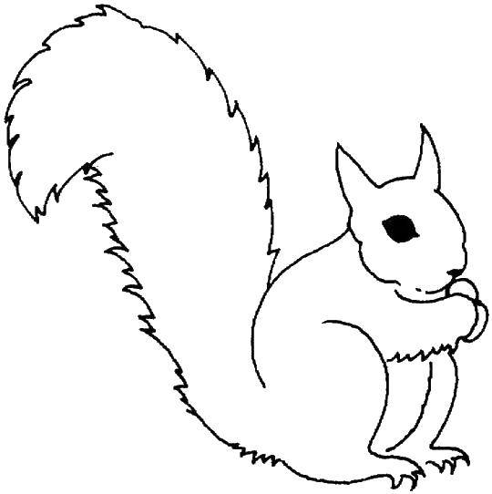 Coloring Squirrel. Category Animals. Tags:  animals, squirrel, squirrel.