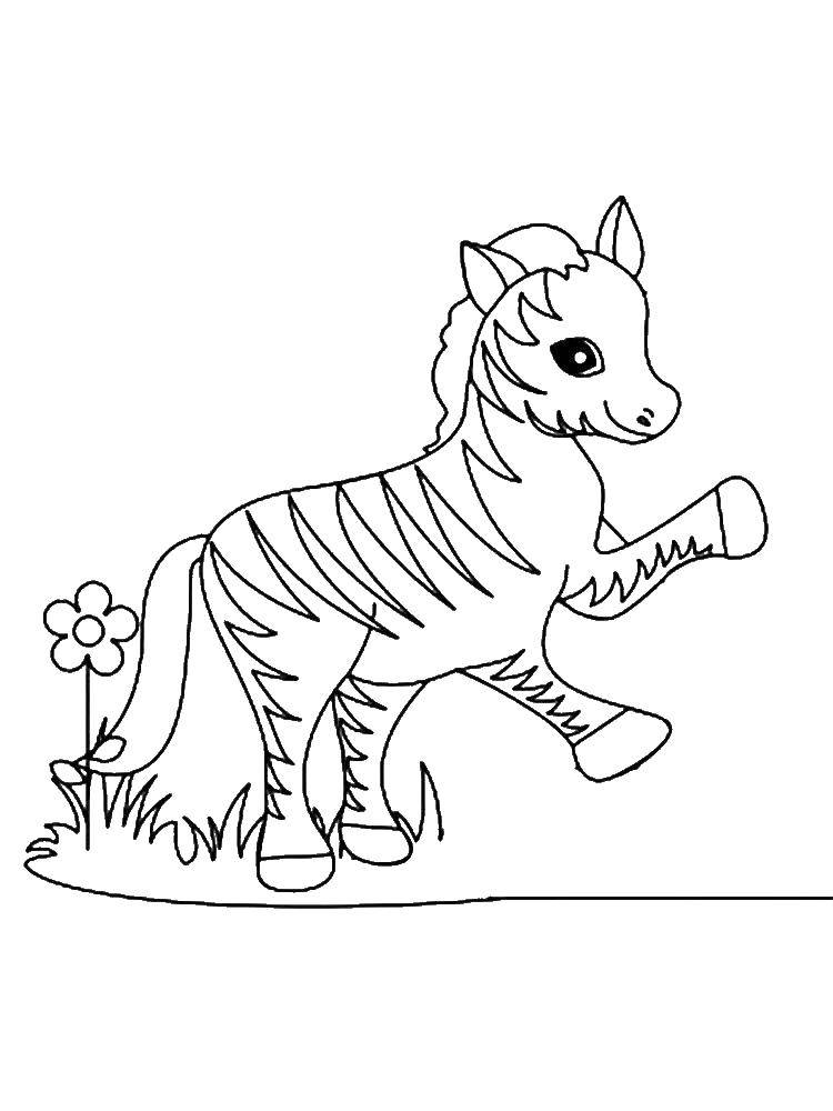 Название: Раскраска Маленькая зебра. Категория: Животные. Теги: зебра, полоски, животные.