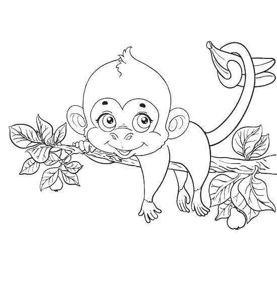 Coloring Monkey on a branch. Category Animals. Tags:  animals, APE, monkey.
