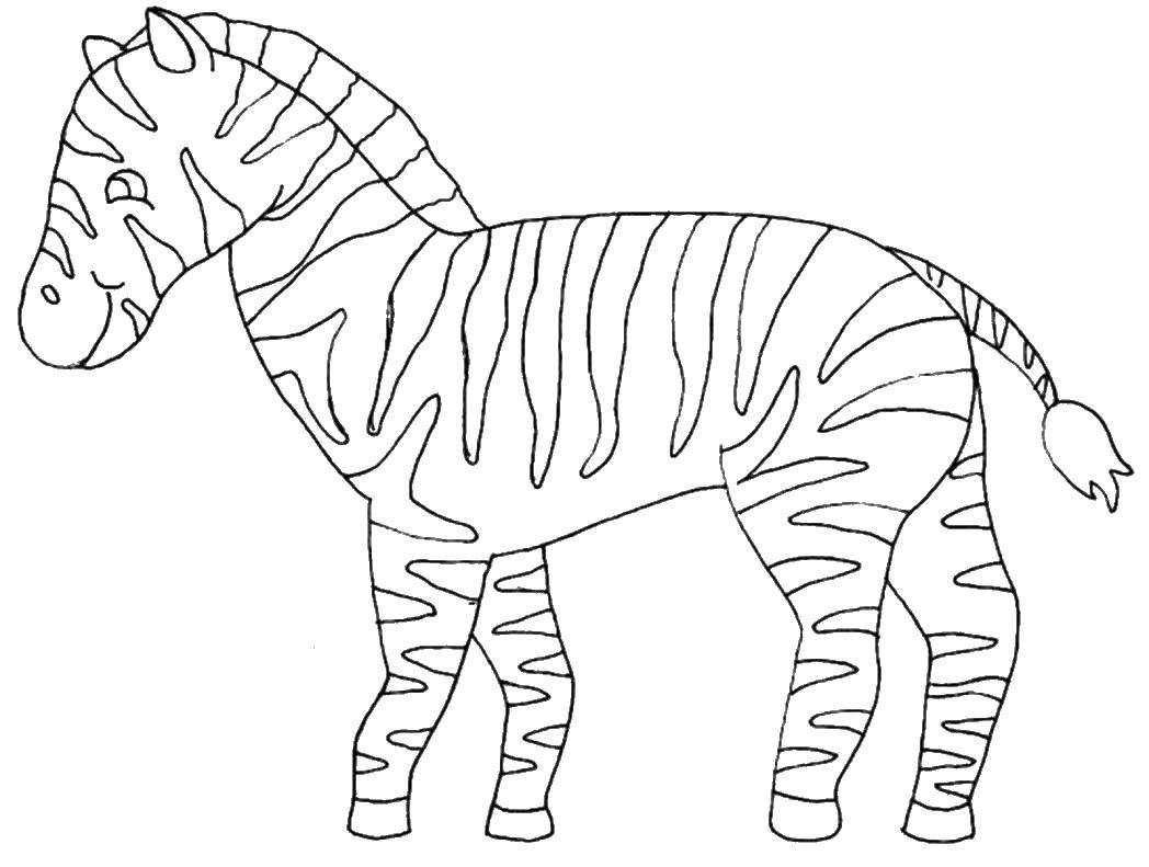 Coloring Striped Zebra. Category Zebra . Tags:  Zebra .