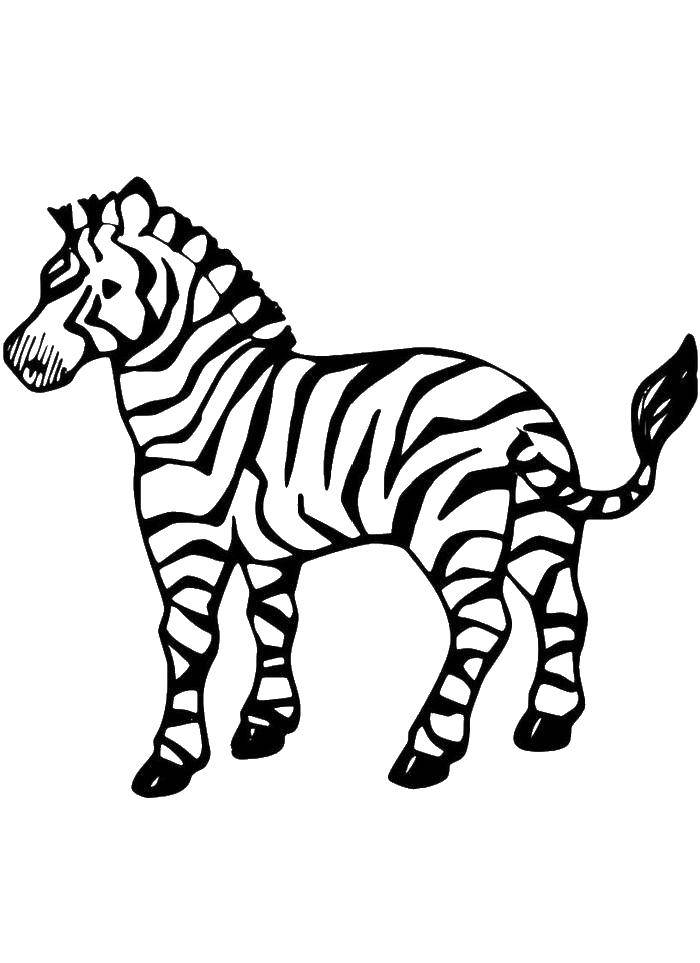 Название: Раскраска Полосатая зебра. Категория: зебра. Теги: зебра.